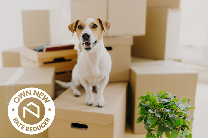 dog sitting on top of packed boxes